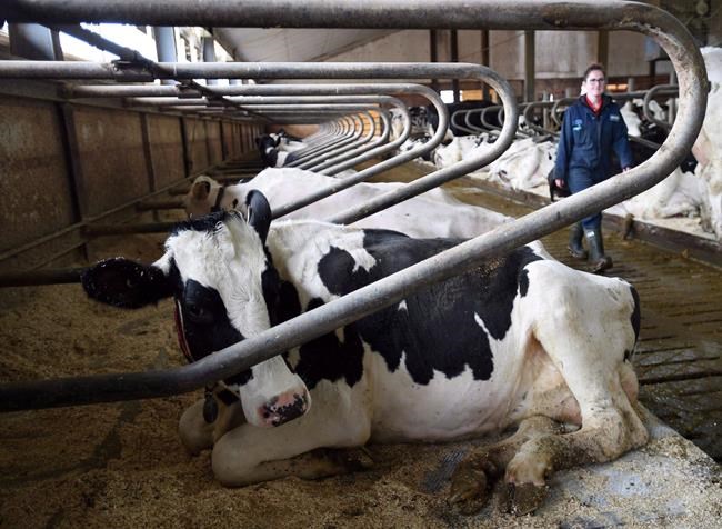 Dairy looms as 11th hour NAFTA irritant as Trump advisers press for concessions | iNFOnews.ca CP1143016872