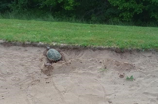Another reason to avoid bunker as snapping turtle lays eggs on N.S. golf course | iNFOnews.ca