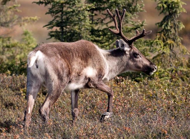 Alberta's caribou maternity ward plan attacked in science journal | iNFOnews.ca