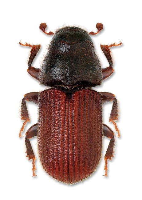 Trees being burned on border of Jasper park to combat mountain pine beetle | iNFOnews.ca