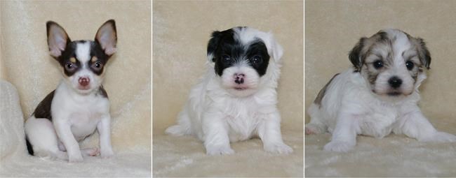 Stolen New Brunswick puppies returned home safely with public's help | iNFOnews.ca