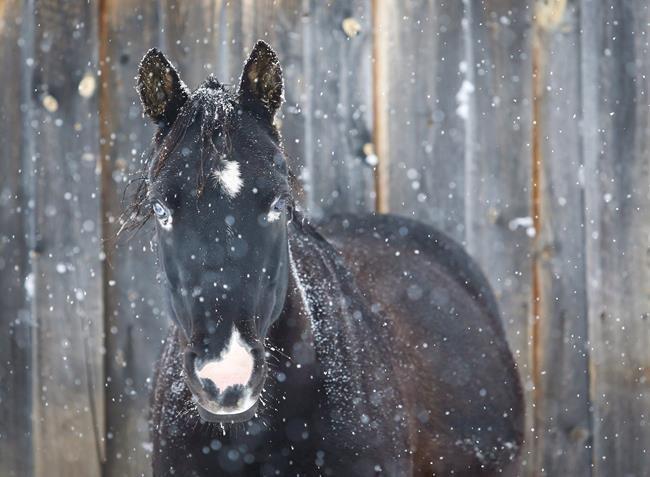 Quebec moves to expand animal welfare laws to cover dozens of species | iNFOnews.ca Quebec moves to expand animal welfare laws to cover dozens of species | iNFOnews.ca