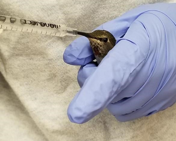 Resident hummingbirds suffer in British Columbia's frigid weather | iNFOnews.ca