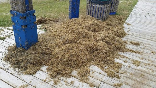 'The smell is atrocious': Fish flies ankle-deep in Manitoba town | iNFOnews.ca