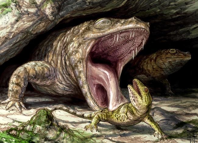 Researchers say the ancestors of modern frogs had thousands of teeth - and fangs | iNFOnews.ca Researchers say the ancestors of modern frogs had thousands of teeth - and fangs | iNFOnews.ca