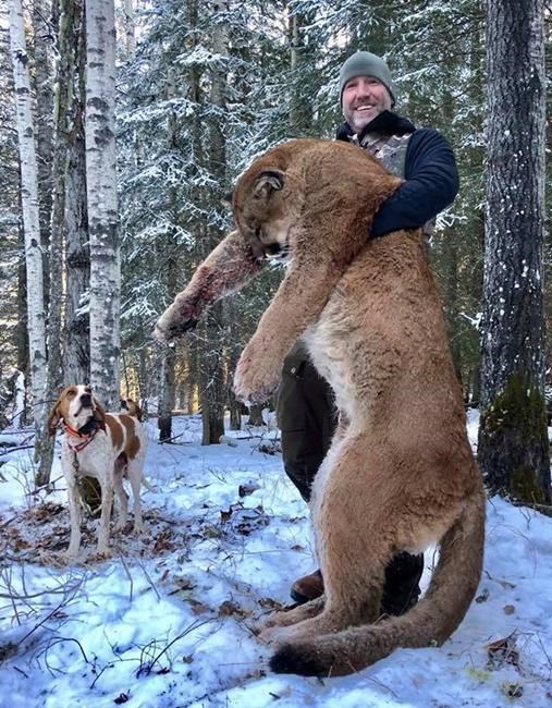 TV host's cougar hunt was legal 'as far as we know:' Alberta Environment | iNFOnews.ca