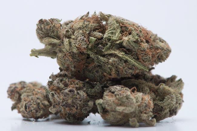 New Brunswick signs with fourth company to supply recreational cannabis | iNFOnews.ca New Brunswick signs with fourth company to supply recreational cannabis | iNFOnews.ca