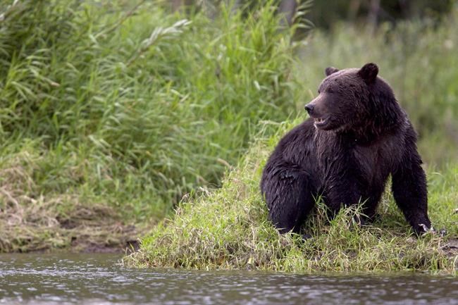 U.S. canoeists besieged by grizzly on Northwest Territories canoe trip rescued | iNFOnews.ca CP1949005271
