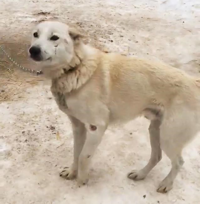 Dog-sledding operation in Ontario being investigated by OSPCA | iNFOnews.ca Dog-sledding operation in Ontario being investigated by OSPCA | iNFOnews.ca