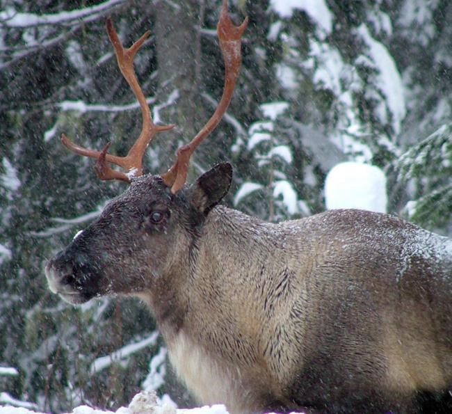 Ottawa, province, First Nations sign deal to protect southern mountain caribou | iNFOnews.ca