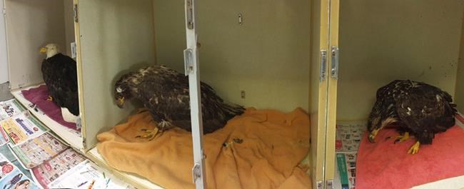 Six eagles killed, six injured after eating tainted carcass on Vancouver Island | iNFOnews.ca