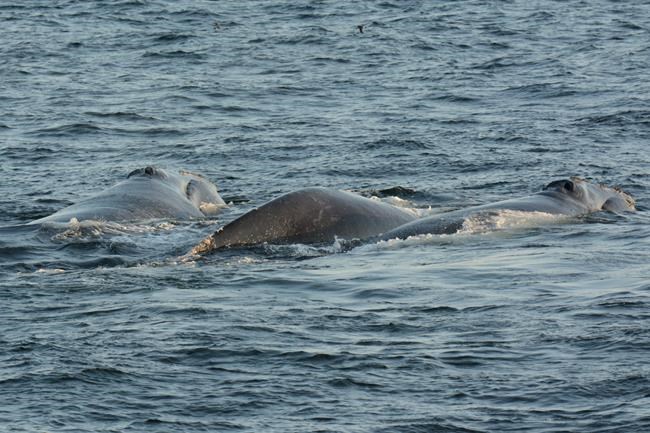 Ottawa fines two cargo ships for speeding in right whale protection zone | iNFOnews.ca