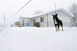 Battle underway to control stray dog population in First Nations communities | iNFOnews.ca CP28676568