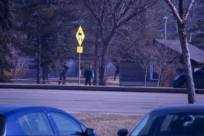 Bystanders say no reason to shoot mother moose in middle of Alberta city | iNFOnews.ca Bystanders say no reason to shoot mother moose in middle of Alberta city | iNFOnews.ca