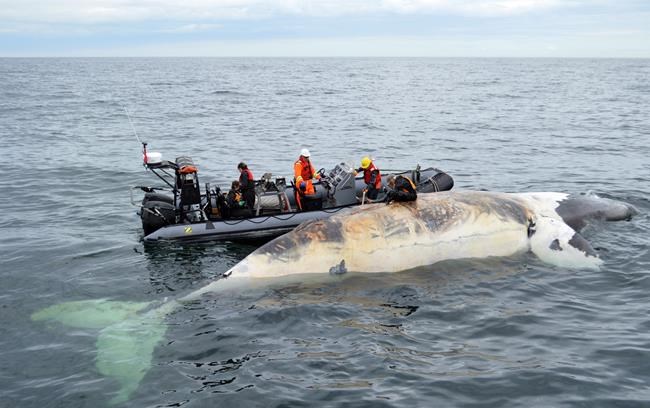 Ottawa spends $9.1 million on studies aimed at protecting whales | iNFOnews.ca CP310188397
