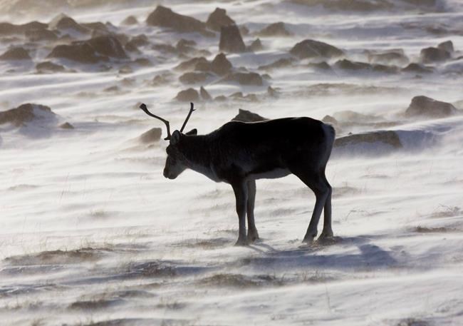 No endangered listing for Labrador caribou as Innu hunt continues | iNFOnews.ca