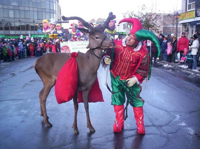Quebec deer disease means popular Rudolph stand-ins sidelined for now | iNFOnews.ca