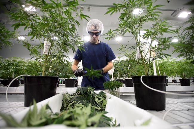 Government threatens to cut off Senate debate on pot as July deadline looms | iNFOnews.ca