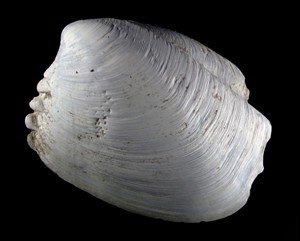 CP30876874