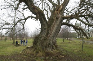 All trees 'potentially harmful,' court rules in nixing paraplegic's lawsuit | iNFOnews.ca CP31856910