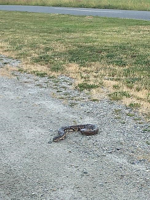 Snake sighting, but still no success in finding missing python in Delta, B.C. | iNFOnews.ca Snake sighting, but still no success in finding missing python in Delta, B.C. | iNFOnews.ca