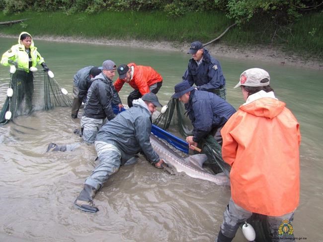 Stranded sturgeon prompts RCMP river rescue in British Columbia | iNFOnews.ca
