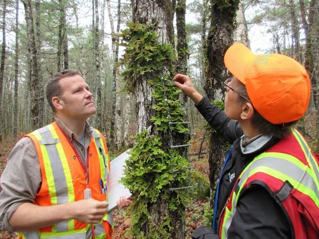 Scientists view old-growth forests through lichens to understand value | iNFOnews.ca