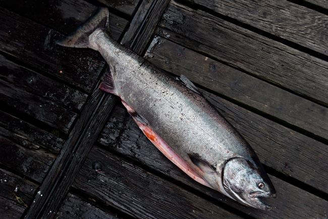 13 British Columbia chinook salmon populations in decline: scientists | iNFOnews.ca
