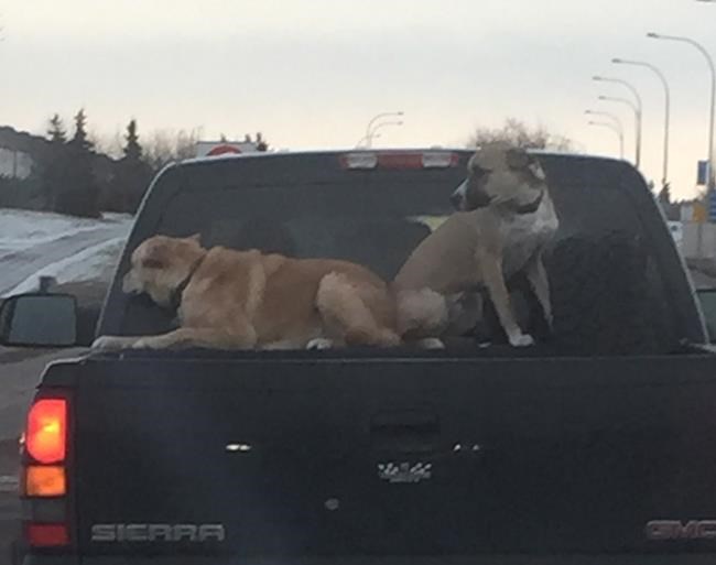 Alberta SPCA investigating two dogs travelling on top of truck bed on highway | iNFOnews.ca Alberta SPCA investigating two dogs travelling on top of truck bed on highway | iNFOnews.ca
