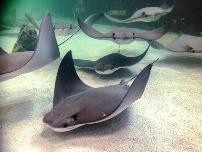Animal rights activists want Winnipeg zoo to shut down stingray exhibit | iNFOnews.ca