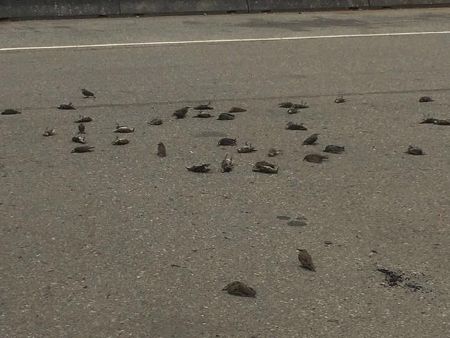 Mystery solved for dozens of birds plummeting to death from the sky in B.C. | iNFOnews.ca Mystery solved for dozens of birds plummeting to death from the sky in B.C. | iNFOnews.ca