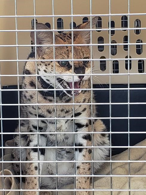 Exotic cats kept in dark, dirty trailers seized from B.C. breeder | iNFOnews.ca