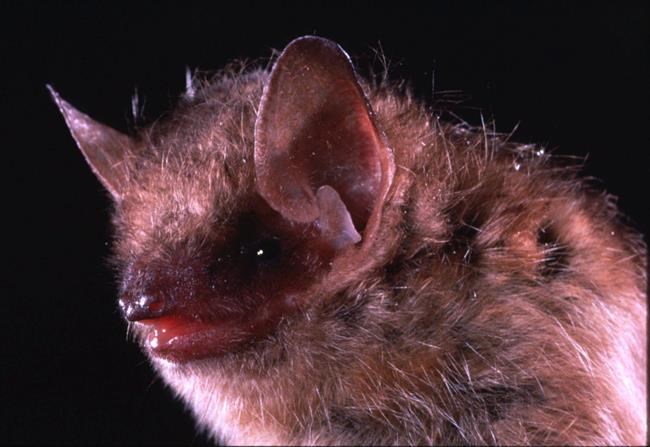 B.C. man dies of rare viral rabies infection after contact with a bat | iNFOnews.ca