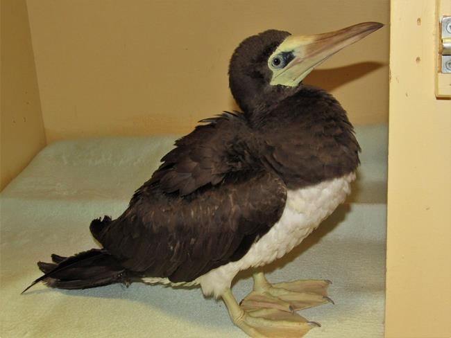 Tropical bird rescued by British Columbia SPCA dies despite treatment | iNFOnews.ca Tropical bird rescued by British Columbia SPCA dies despite treatment | iNFOnews.ca