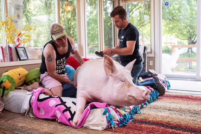 Esther, celebrity 'wonder pig,' diagnosed with cancer after CT scan | iNFOnews.ca CP1148869000