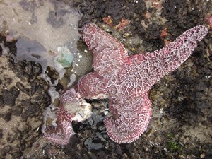Mystery of sea-star deaths on Pacific north coast of North America solved | iNFOnews.ca CP30744886