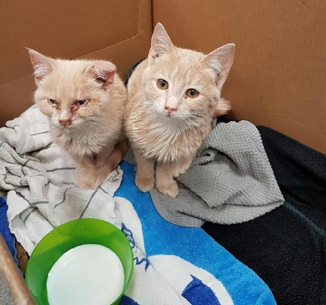 Manitoba RCMP say service dog Hix used his nose to help save two frozen kittens | iNFOnews.ca