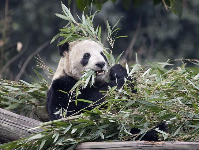 Airline steps up to provide Calgary Zoo with bamboo for picky pandas | iNFOnews.ca Airline steps up to provide Calgary Zoo with bamboo for picky pandas | iNFOnews.ca