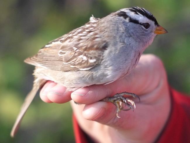 'On life support:' Research shows common pesticides starve, disorient birds | iNFOnews.ca