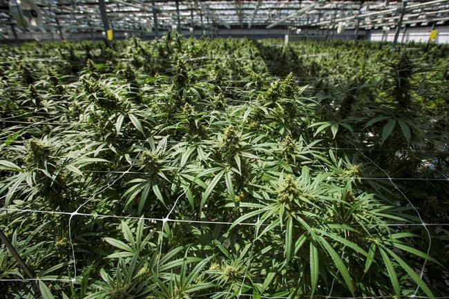 Cannabis-carrying border-crossers could be hit with fines under coming system | iNFOnews.ca Cannabis-carrying border-crossers could be hit with fines under coming system | iNFOnews.ca