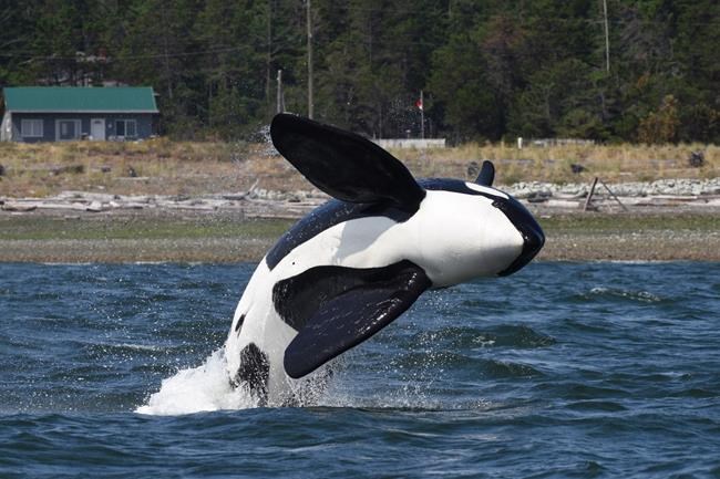 Scientists use whale call recordings to coax male orca from Comox, B.C. harbour | iNFOnews.ca