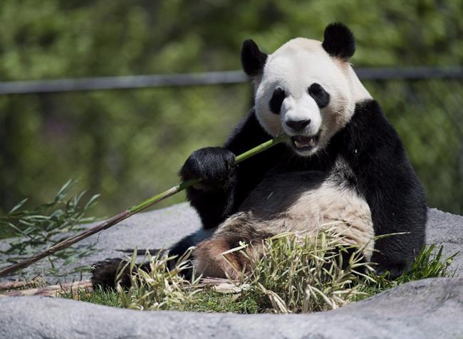 Calgary Zoo attempt to breed giant pandas from China by artificial insemination | iNFOnews.ca