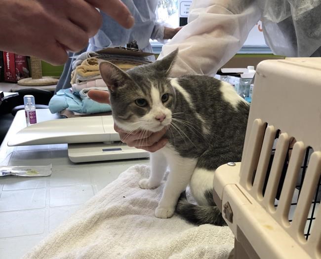 Humane Society removes 80 cats from home in Guelph, Ont. | iNFOnews.ca