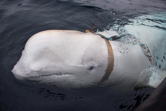 Canadian military unfazed by 'fishy' beluga whale suspected of spying for Russia | iNFOnews.ca