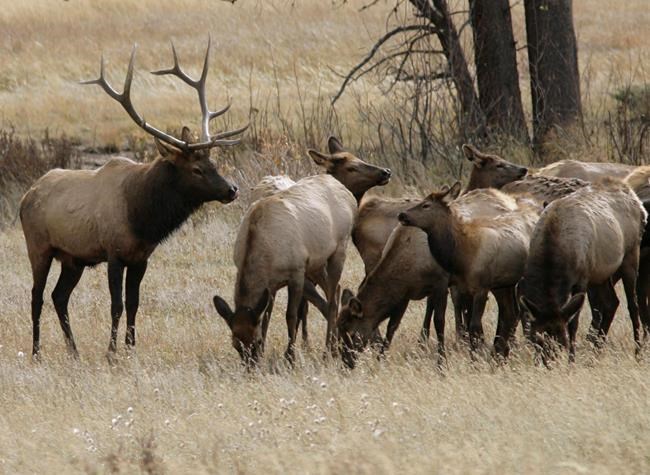 Parks Canada says elk euthanized after knocking down woman near Jasper, Alta. | iNFOnews.ca