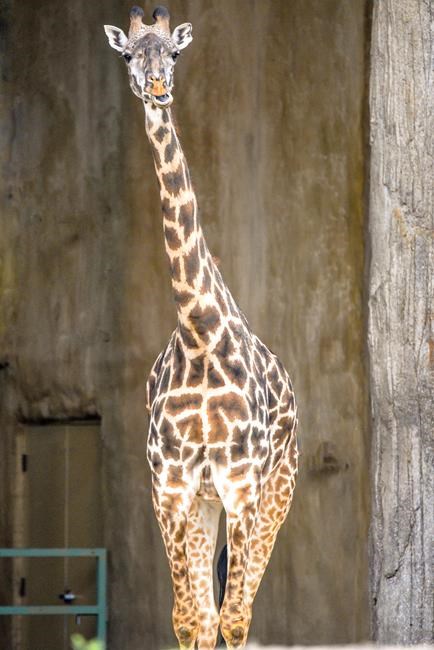Hormone help: Calgary Zoo hopes unusual step will result in healthy baby giraffe | iNFOnews.ca