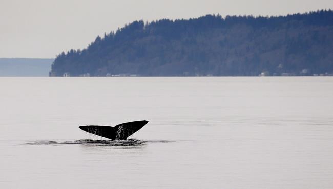 Fifth grey whale found dead on B.C. coast, DFO studying link with U.S. deaths | iNFOnews.ca