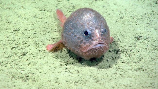 Scientists spot rare life as remotely operated vehicles livestream off N.S. coast | iNFOnews.ca