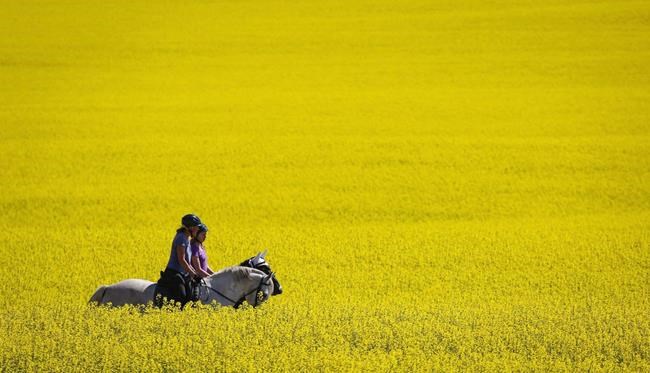 Agriculture, trade ministers will testify in April on Chinese canola issue | iNFOnews.ca