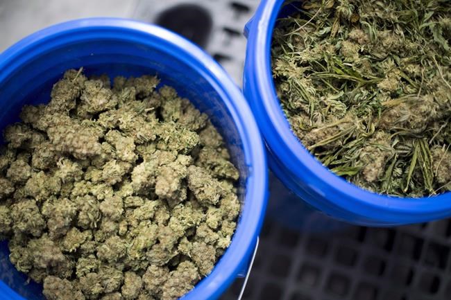 Dried cannabis sales up 6 per cent in April, inventories rise 215,665 kilograms | iNFOnews.ca